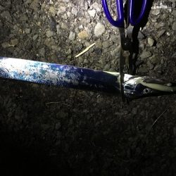 釣れ続く太刀魚